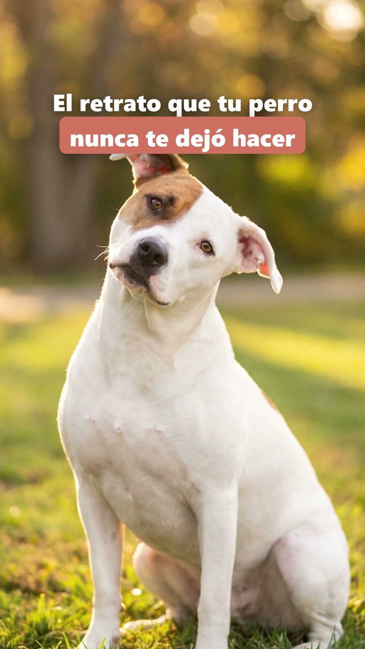 Portada del reel El retrato que tu perro nunca te dejó hacer: retrato de un perro blanco en un parque